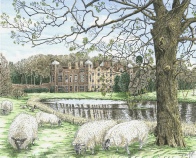 Sheep grazing, Blickling
